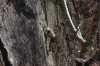 Thumbs/tn_Img_1925.jpg