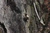 Thumbs/tn_Img_1927.jpg