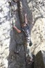 Thumbs/tn_Img_1988t.jpg