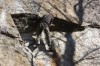 Thumbs/tn_Img_2010.jpg