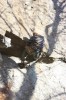 Thumbs/tn_Img_2016t.jpg