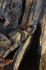 Thumbs/tn_Img_2150t.jpg